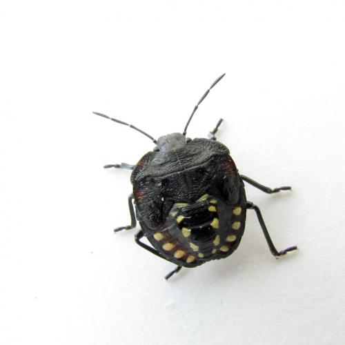 Nezara viridula